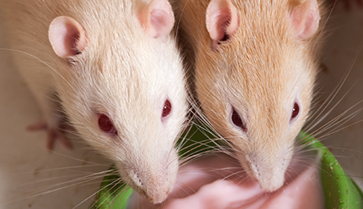 Two Rats Eating Yogurt Put as Bait by Rat Removal Company in Pinellas Park FL