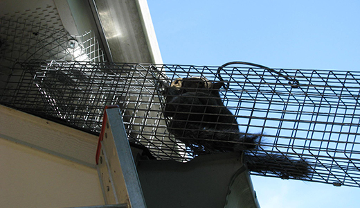 Trap Set Up by Dade City Squirrel Removal Pro With One Squirrel Stuck In It