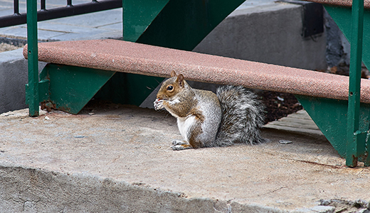 Squirrel in a Park in Odessa Florida Seen by Residents Who Reported to Pest Control Company