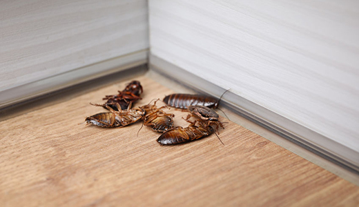 Dead Cockroaches on the Floor After Wildwood Homeowner Hired Pest Control Company