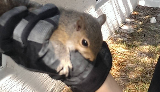 Pest Control Professional Removing a Small Squirrel From a Home in Valrico Florida