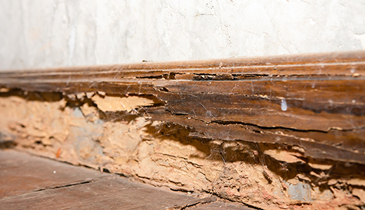 Crumbling Wooden Baseboard in an Oldsmar Home Requiring WDO Inspection Services
