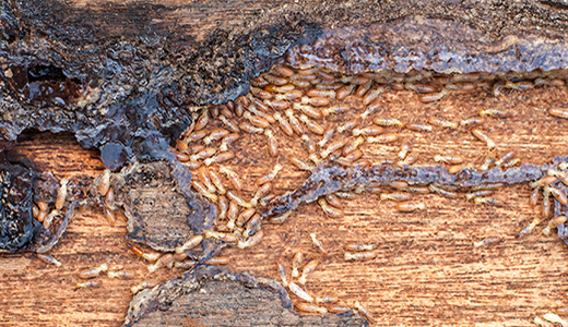 Zoomed In Image of a Wood Infested by Termites Due For WDO Inspection in Pinellas Park FL