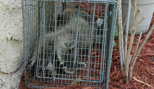 Raccoon Caught and Caged by Pest Control Expert Servicing Lakewood Ranch Florida